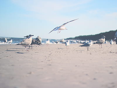 Photo Ofgseagulls thumbnail