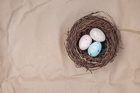 two white and one blue eggs on nest thumbnail