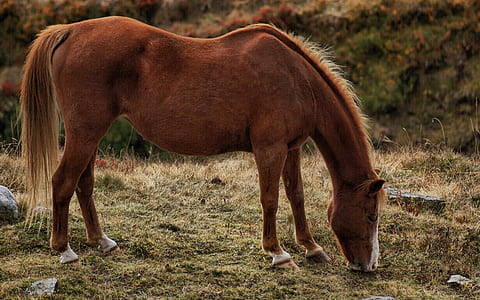 shallow focus photography of brown horse thumbnail