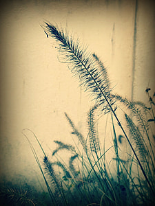 grasses near beige wall thumbnail