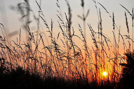 shallow focus of wheat field during sunset thumbnail
