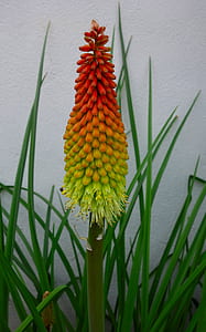 macro photography of red hot-poker flower thumbnail