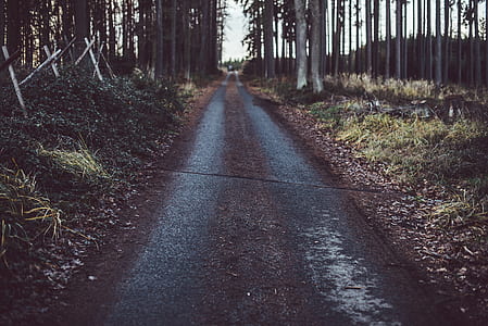 concrete pathway between trees during daytime thumbnail
