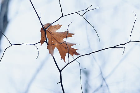 brown dry leaf photo during daytime thumbnail