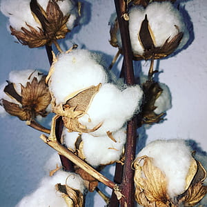close-up photo of white cotton bolls thumbnail