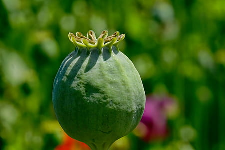green fruit during daytime thumbnail