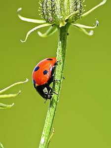 macro photography of ladybird thumbnail