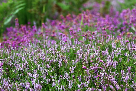 field, flowers, garden, petals thumbnail