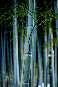 bamboo trees thumbnail