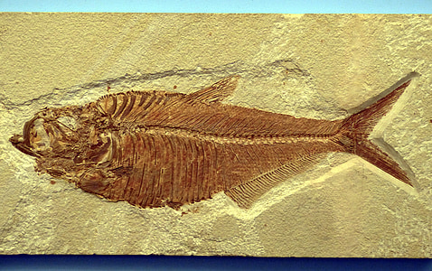 brown fish fossil on concrete surface thumbnail