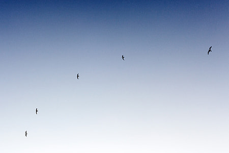 birds flying on sky thumbnail