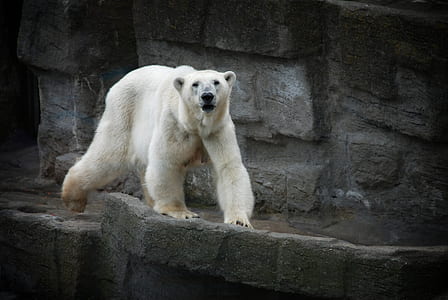 white Polar bear in gray concrete infrastructure thumbnail