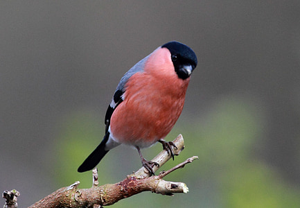 red, gray, and black bird on branch of tree thumbnail