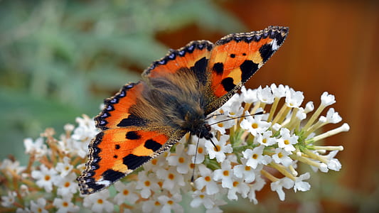 orange and black butterfly perch on white cluster flower thumbnail