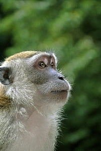 white and brown macaque in selective focus photography thumbnail