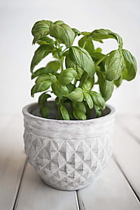 green leafed plant in gray pot thumbnail