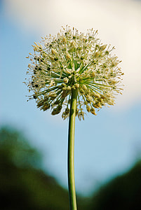 dandelion flowr thumbnail