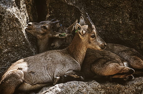 Two Brown Goat Kids Cuddling Each Other thumbnail