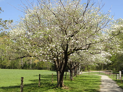 inline green petaled trees under blue sky thumbnail
