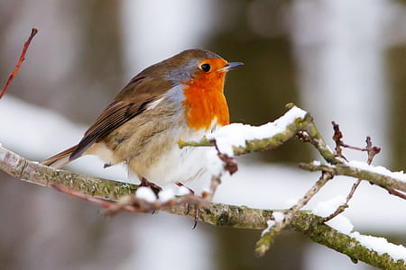 orange neck brown feather bird on tree thumbnail