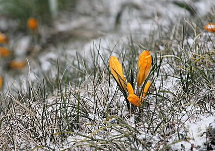 orange crocus flowers thumbnail