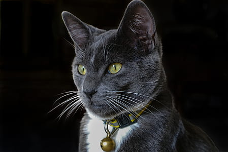 closeup of black and white cat thumbnail