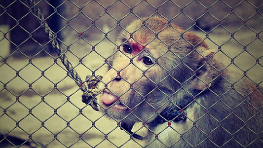 monkey with collar thumbnail