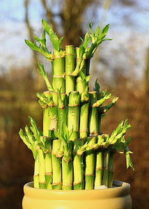 lucky bamboo on pot thumbnail