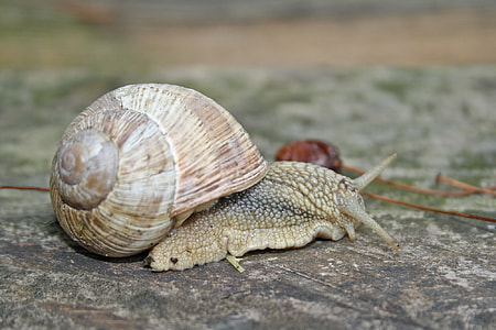 Snail, Animal Snail, Animal thumbnail