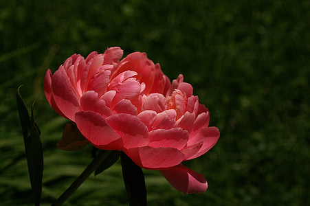 red peony in bloom at daytime thumbnail