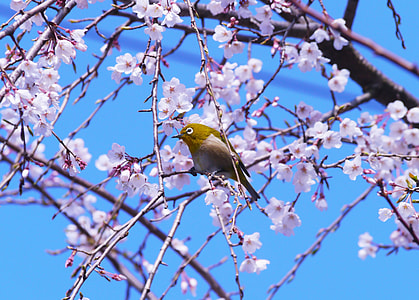 brown small bird perching on sakura tree branch under clear blue sky during daytime thumbnail