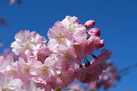 shallow focus photography of pink-and-white flowers thumbnail