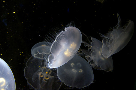 jellyfishes swim in water thumbnail