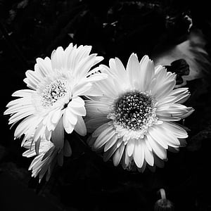 grayscale photography of two flowers thumbnail