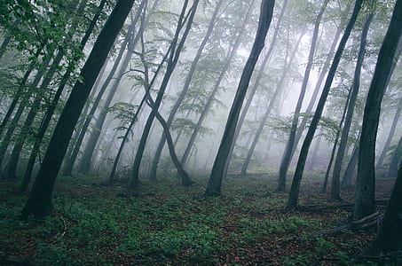 green trees on fog forest thumbnail
