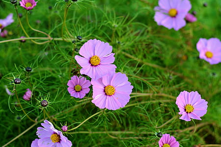 purple flowers thumbnail
