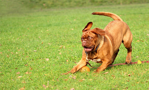 short-coated brown dog playing on green grass during daytime thumbnail