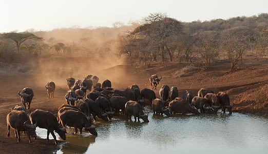 herd of water buffalo on body of water thumbnail