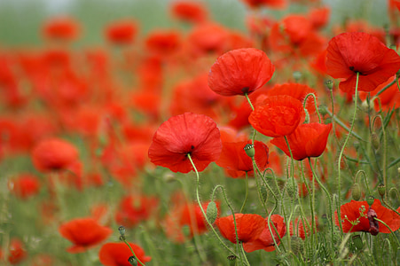red poppies in bloom at daytime thumbnail
