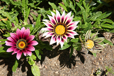 Let Honiara, Chrysanthemum Decoration thumbnail