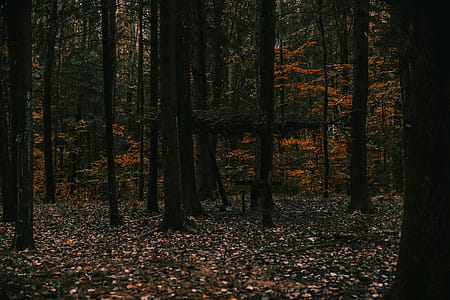 Photo Of Woods thumbnail