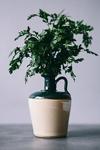 Parslel, cucumbers, green peas, and other greenery thumbnail