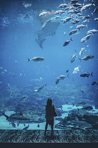 woman in front of fish tank thumbnail