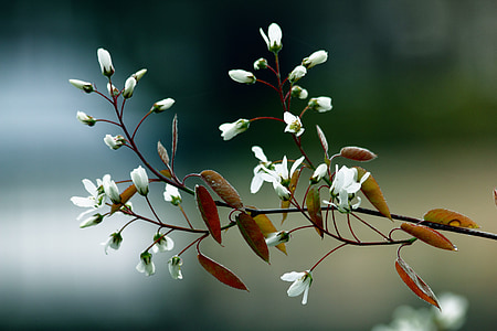 shallow focus photography of white flowers with brown leaves thumbnail