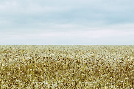 wheat rice field thumbnail