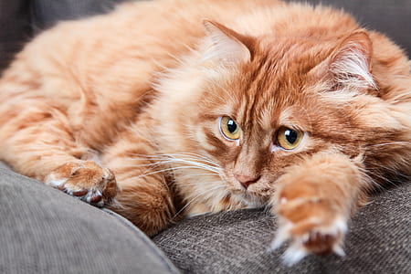 orange cat lying on grey textile thumbnail