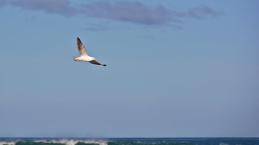 white and gray bird flying thumbnail