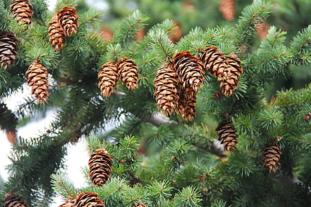 pine cons thumbnail