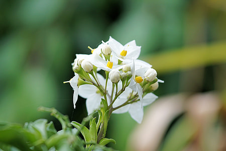 Jasmine-Flowered Nightshade, Flower thumbnail
