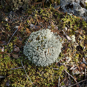 Lichen, Lichenes thumbnail
